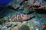 SABA_ 2003_4